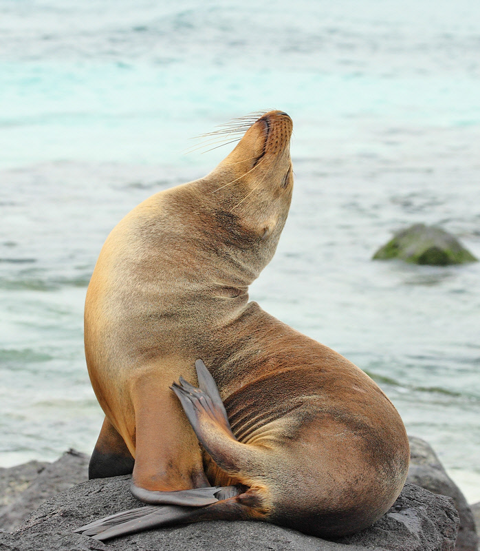 Sea Lion Resting (8988)