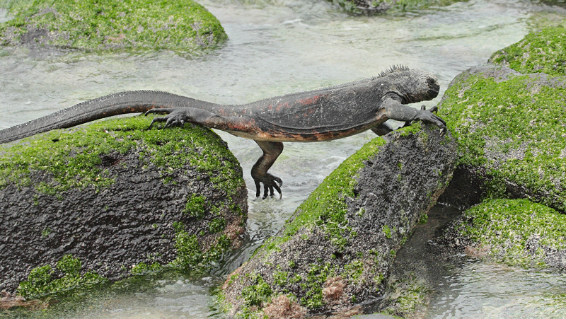 Marine Iguana on the Move (9016)