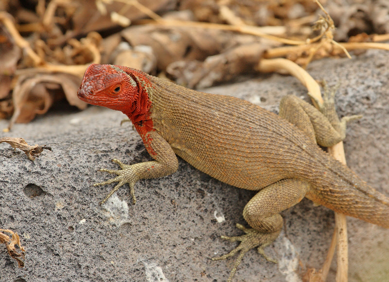 Lava Lizard with Red Head (9026)