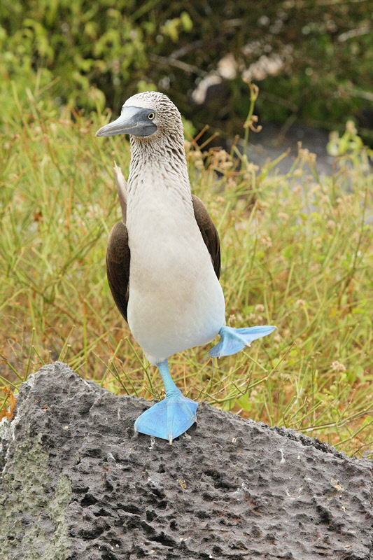 Blue-footed Booby Dance (9046)