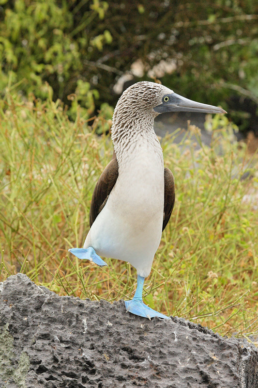 Blue-footed Booby Dance (9051)
