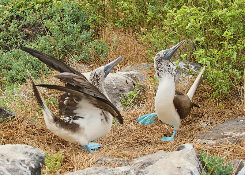 Blue-footed Boobies Courting (9059)