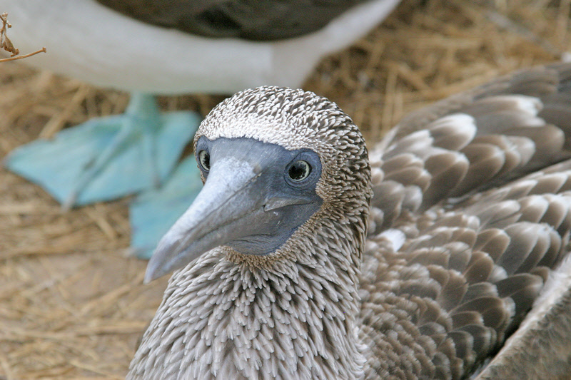 Blue-footed Booby (3685L)