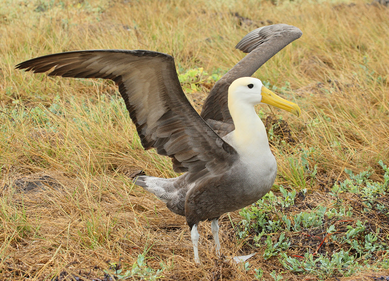 Waved Albatross Posing (9067)