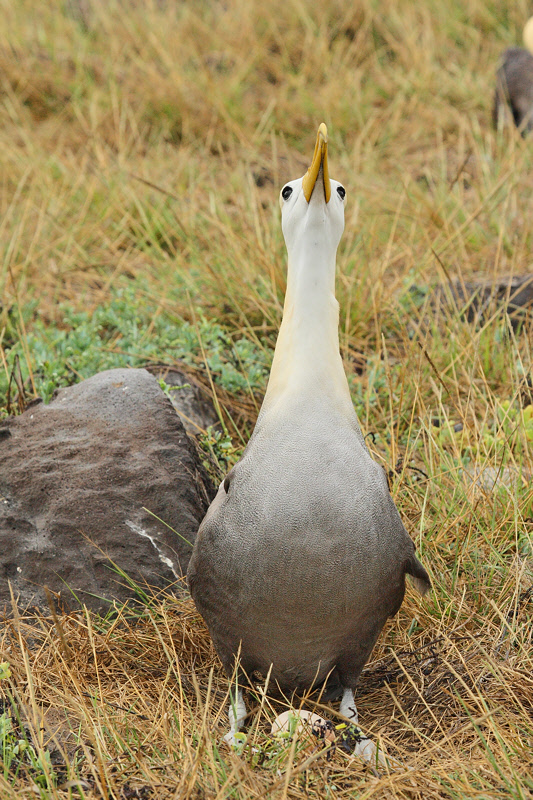 Waved Albatross with Egg (9117)