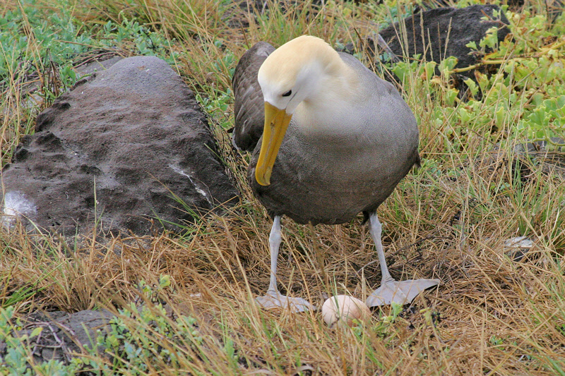 Waved Albatross with Egg (3699L)