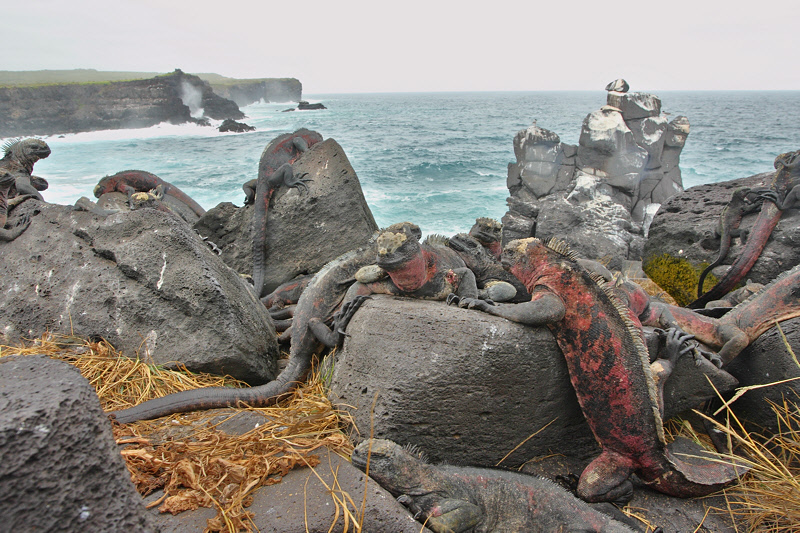 Marine Iguanas on Punta Suarez (9170)