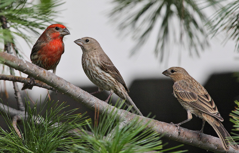 House Finches #7304