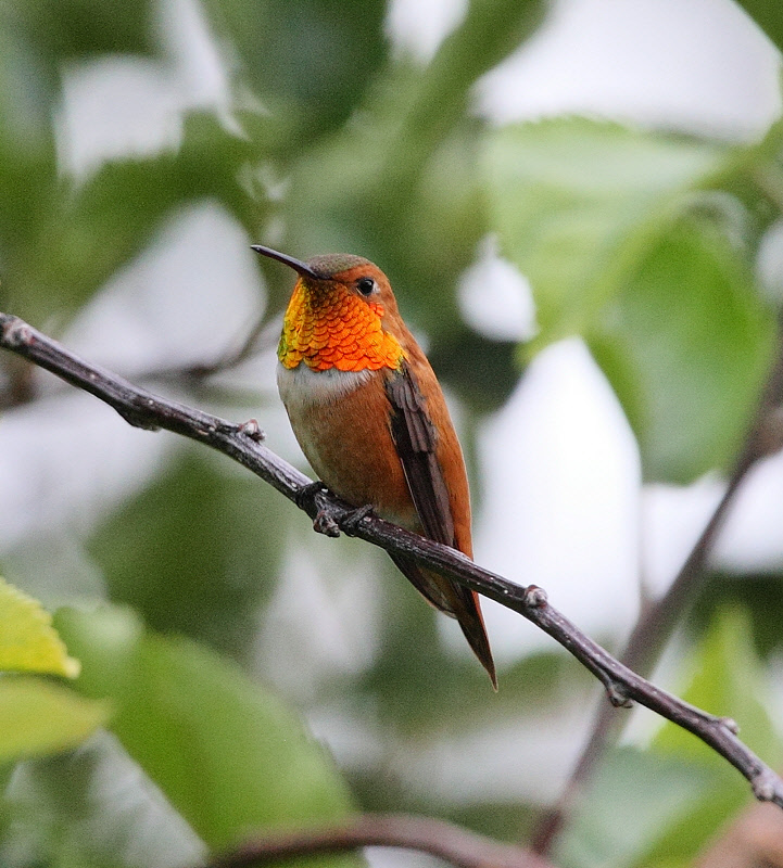 Rufous Hummingbird #7487