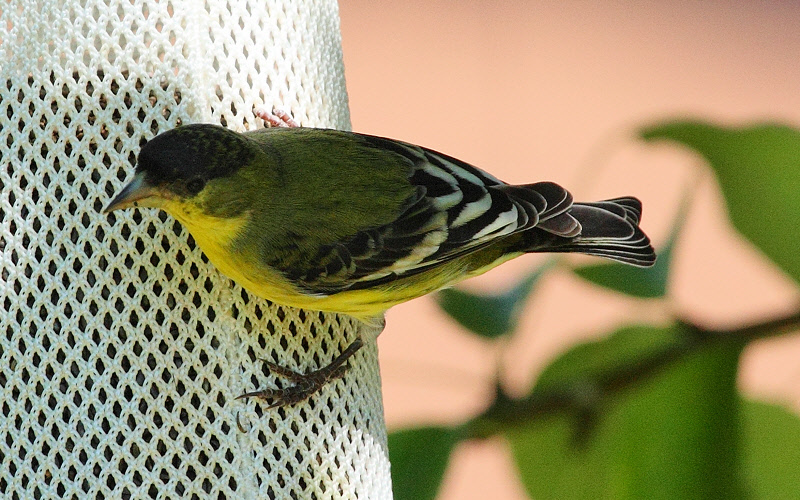 Lesser Goldfinch (Green-backed form) #7725