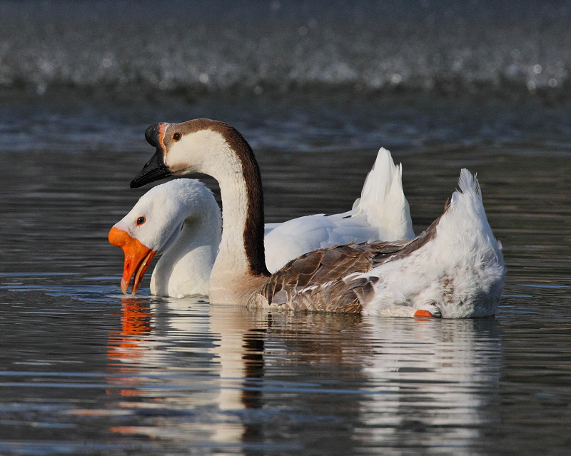 Chinese Geese #7993
