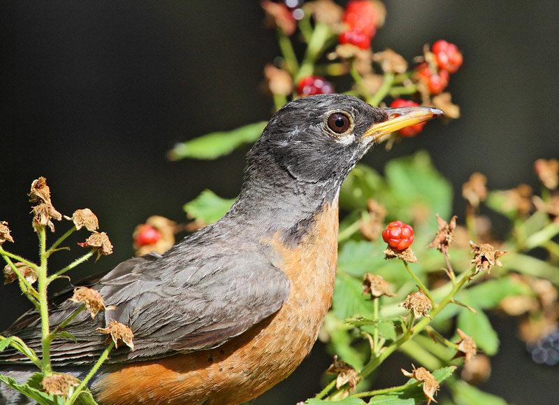 American Robin #8630