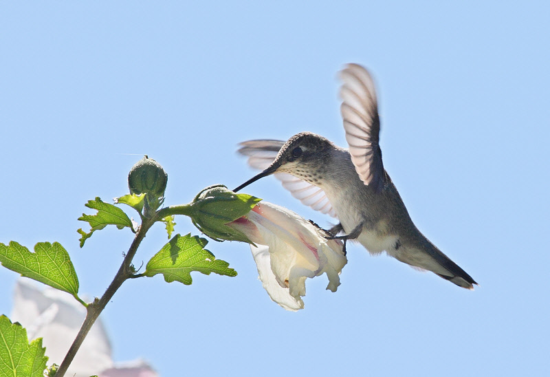 Black-chinned Hummingbird #9361