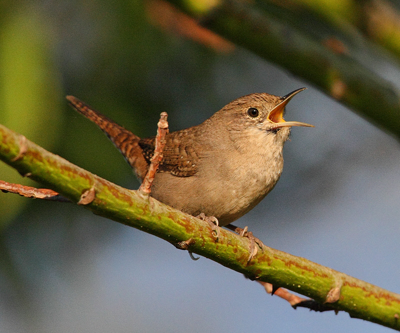 House Wren #9379