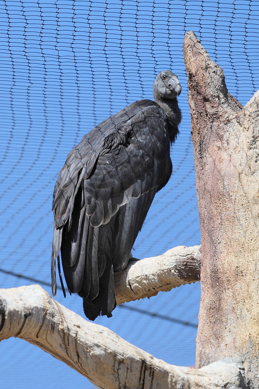 California Condor (9738)