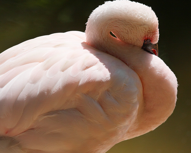Flamingo (9642)