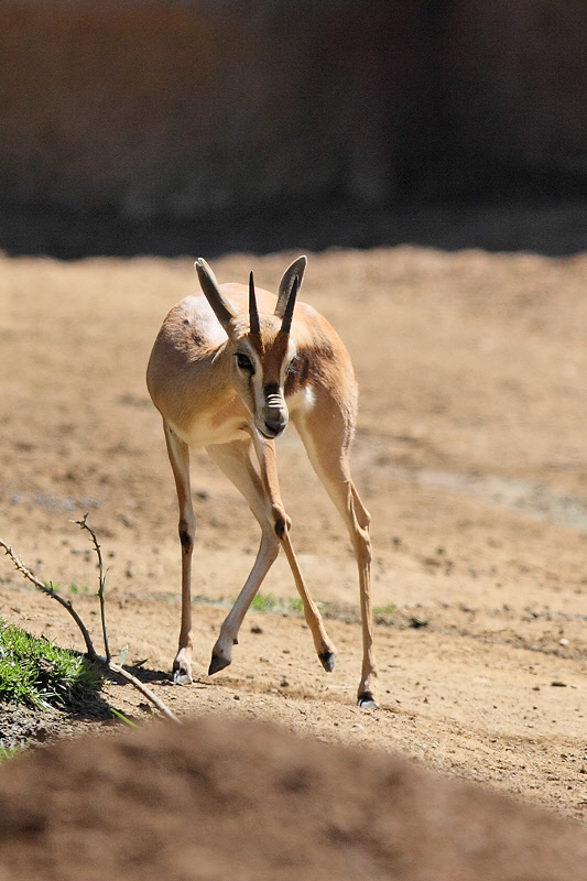 Gazelle (9700)