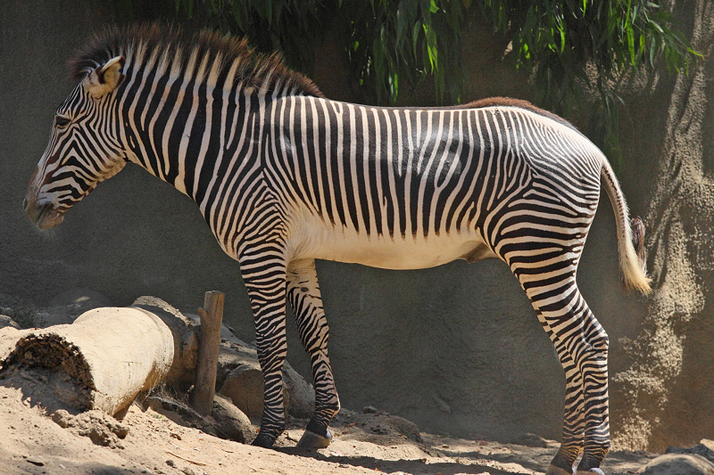 Grevy's Zebra (9688)