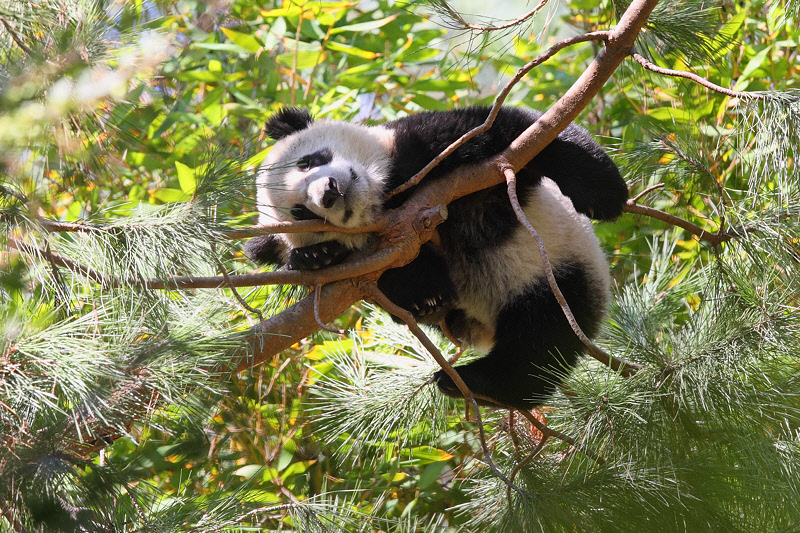 Panda Bear sleeping in tree (9562)