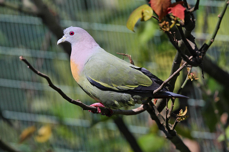 Pink-necked Green Pigeon (9849)
