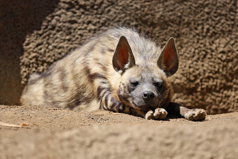 Spotted Hyena (9776)