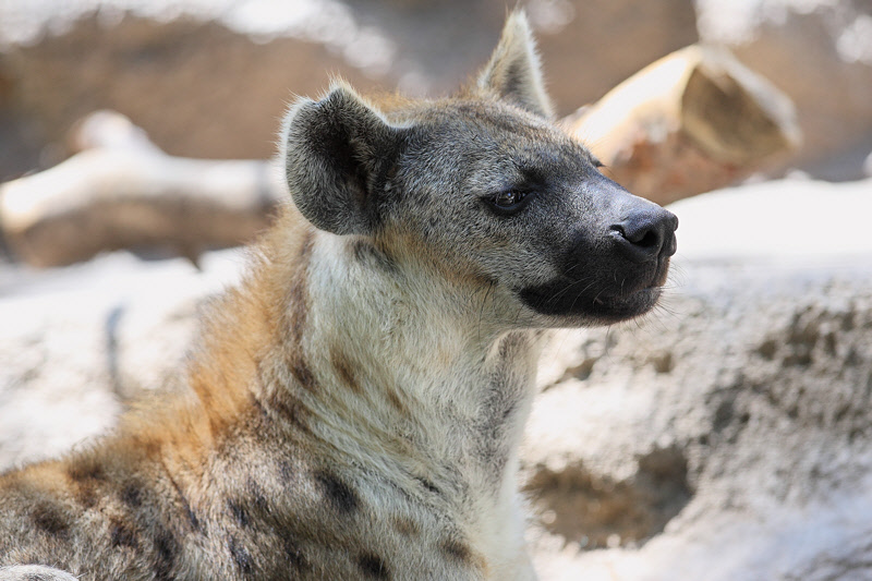 Spotted Hyena (9786)