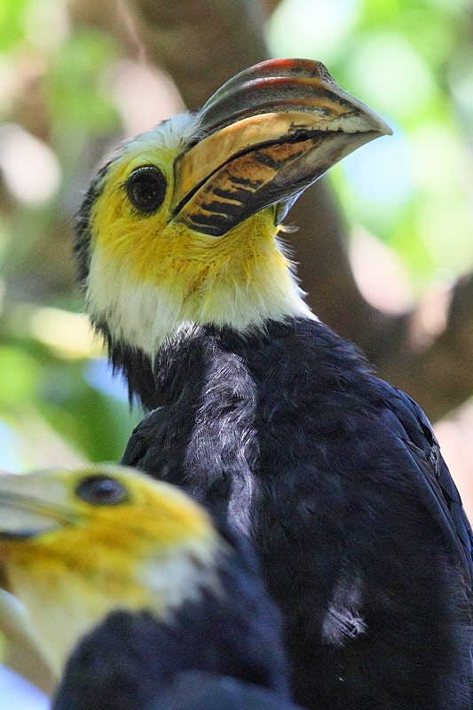 Sulawesi Tarictic Hornbill (9861)