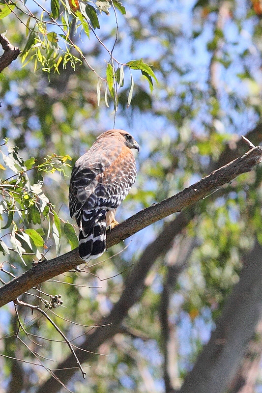 Red-shouldered Hawk #9793