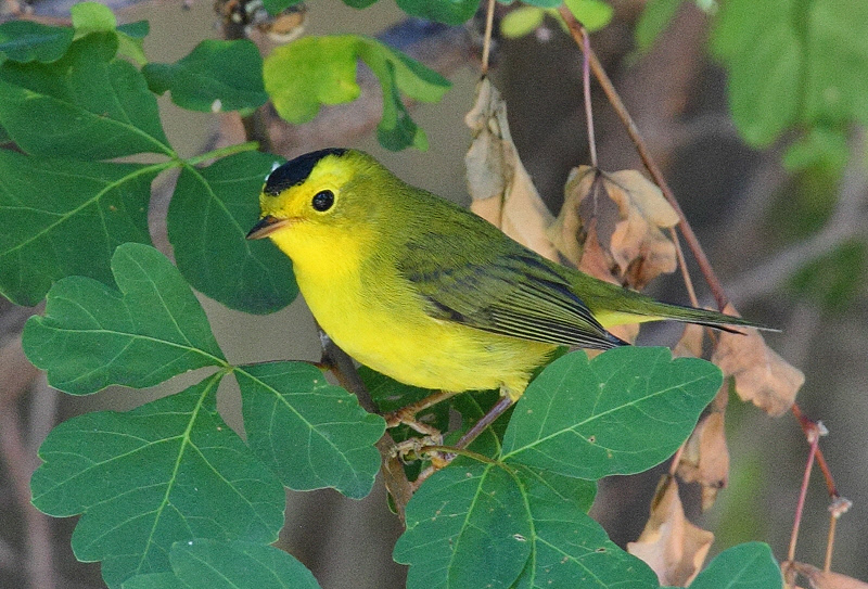 Wilson's Warbler #9991