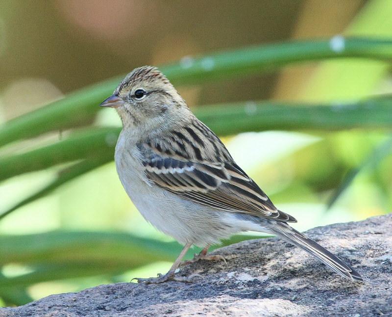 Chipping Sparrow #0672