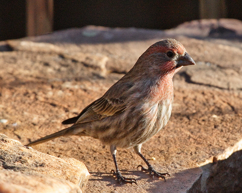 House Finch, Looking for a Afternoon Snack #3990