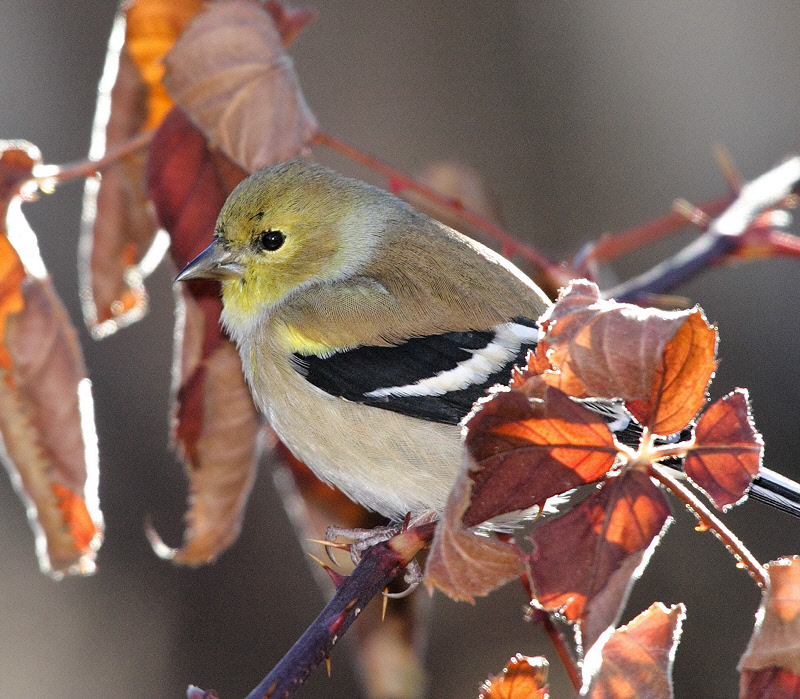 American Goldfinch #4141