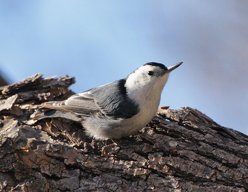 White-breasted Nuthatch #4203