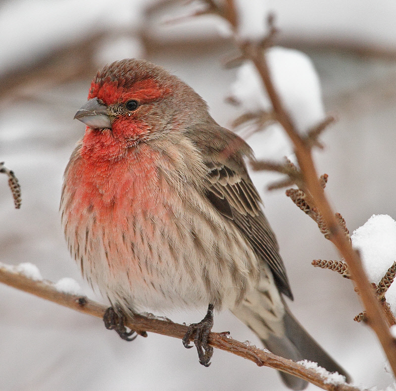 House Finch weathering the storm #4548