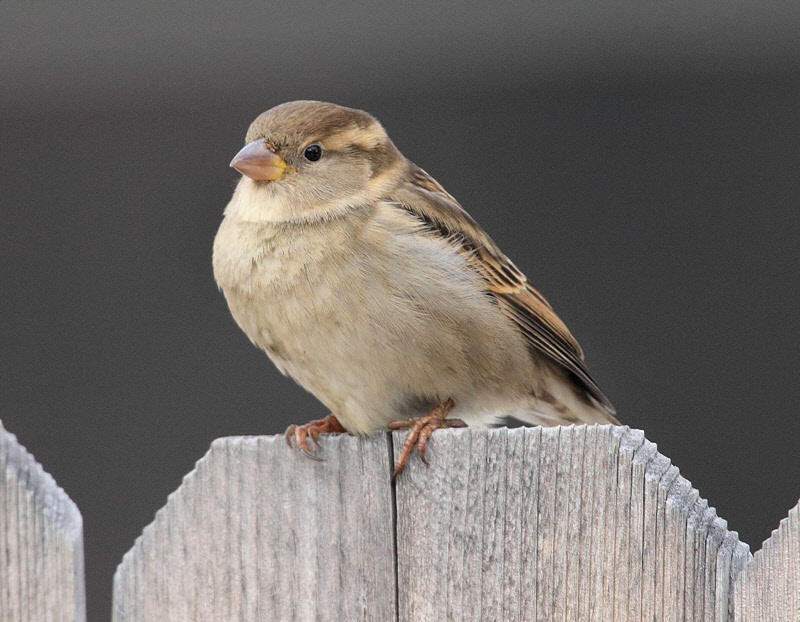 House Sparrow #5149