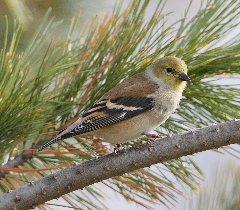 American Goldfinch #5214