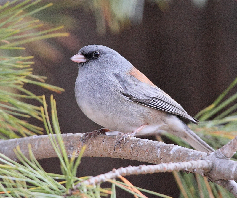 Gray-headed Juncos (Junco hyemalis caniceps)