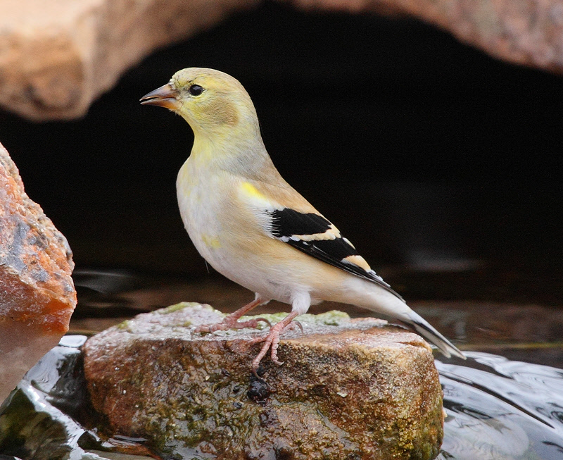 American Goldfinch #5603