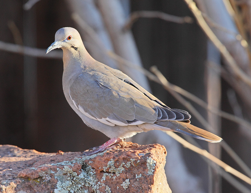 White-winged Dove #5671