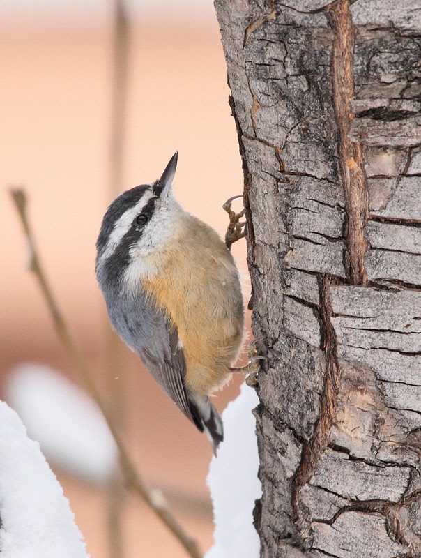 Red-breasted Nuthatch #5784