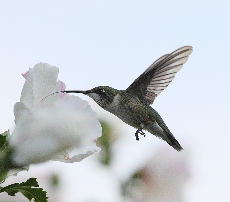 Broad-tailed Hummingbird (9249).jpg