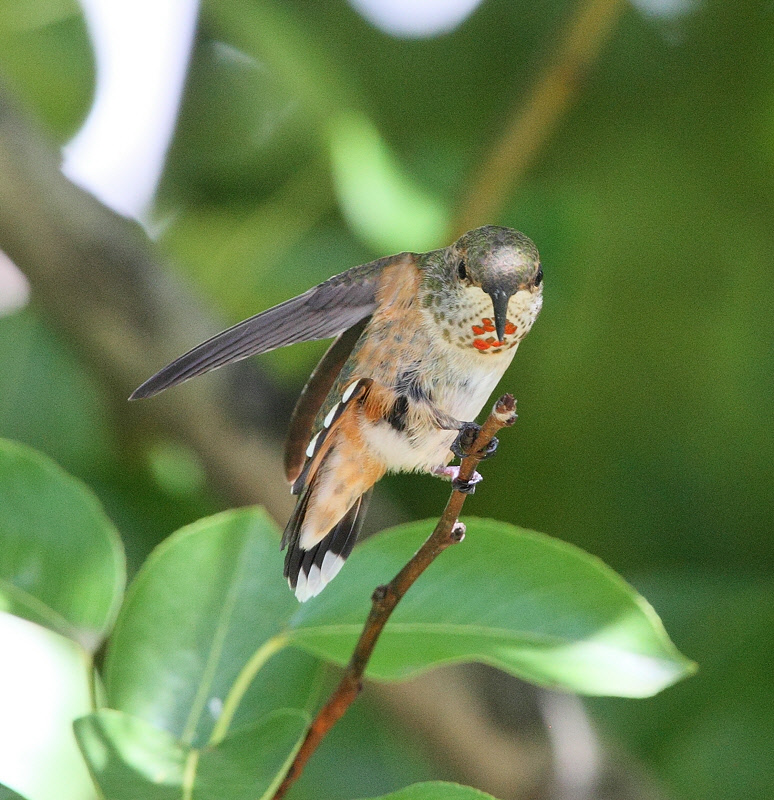 Rufous Hummingbird (Female) (0855).jpg