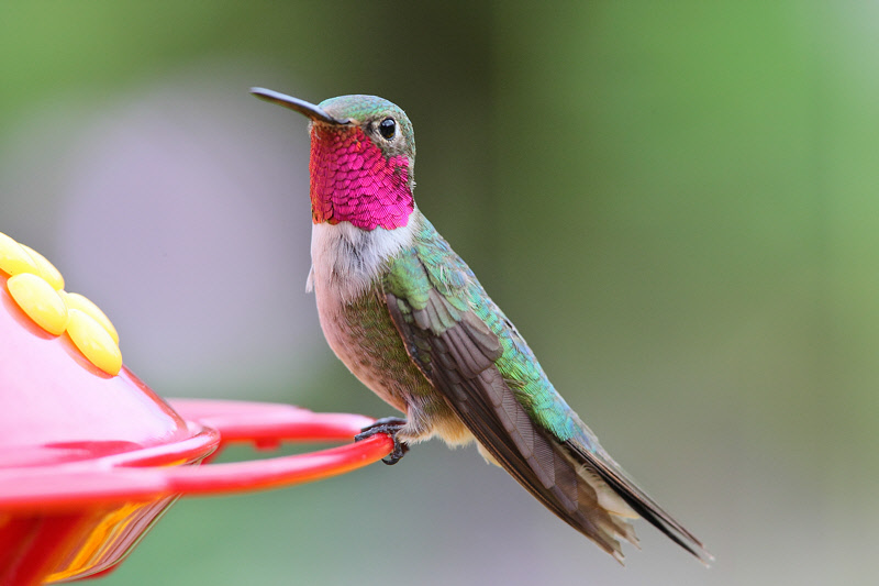 Broad-tailed Hummingbird (Male) (9979).jpg