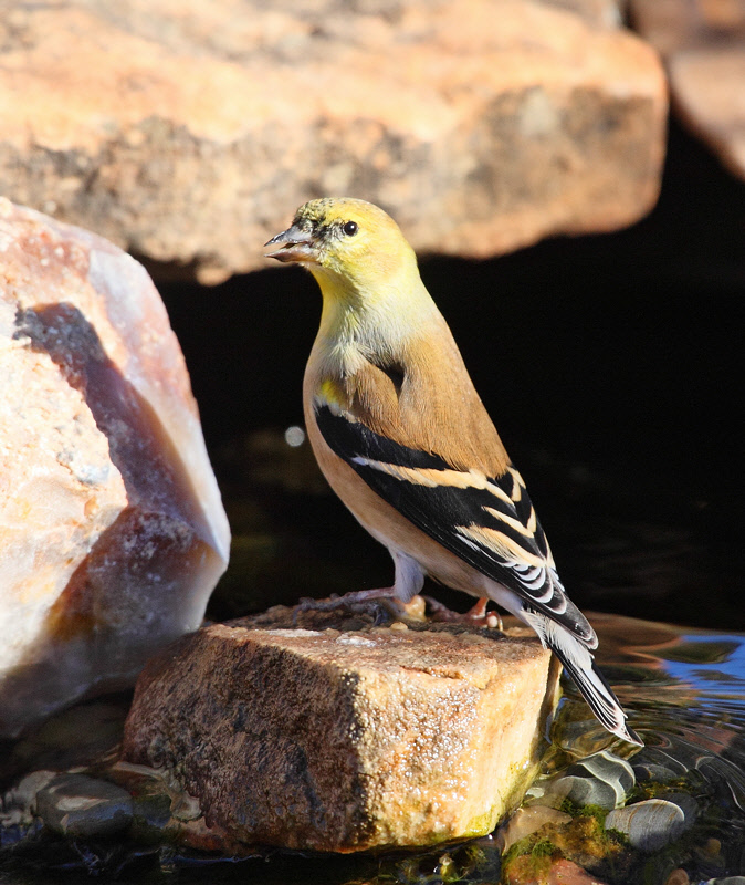 American Goldfinch (6306)