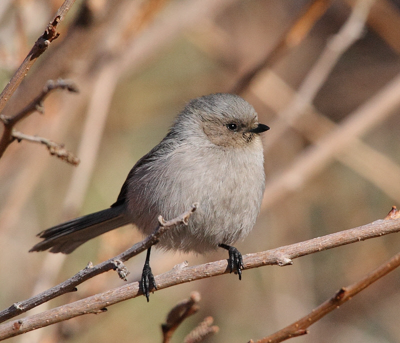 Bushtit (6290)