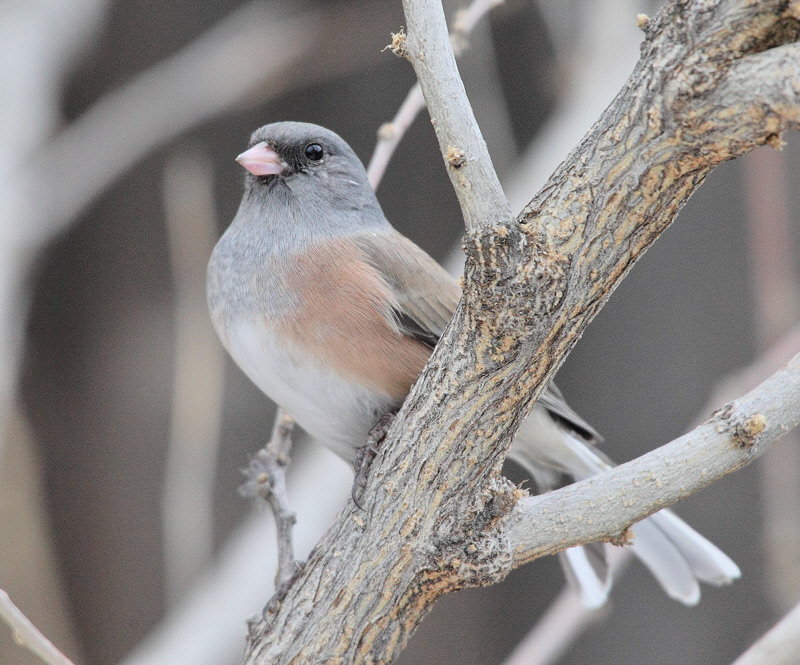 Dark-eyed Junco (Pink-sided) (6265)