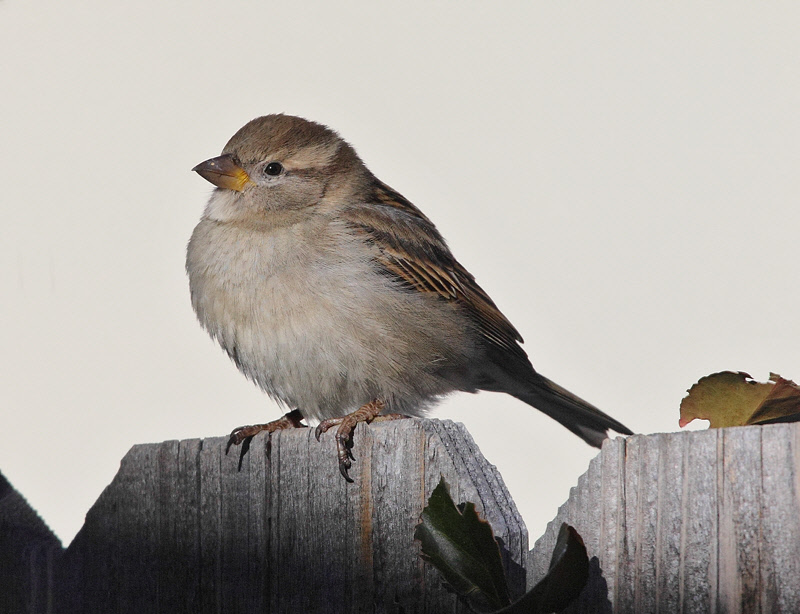 House Sparrow (Female) (5908)