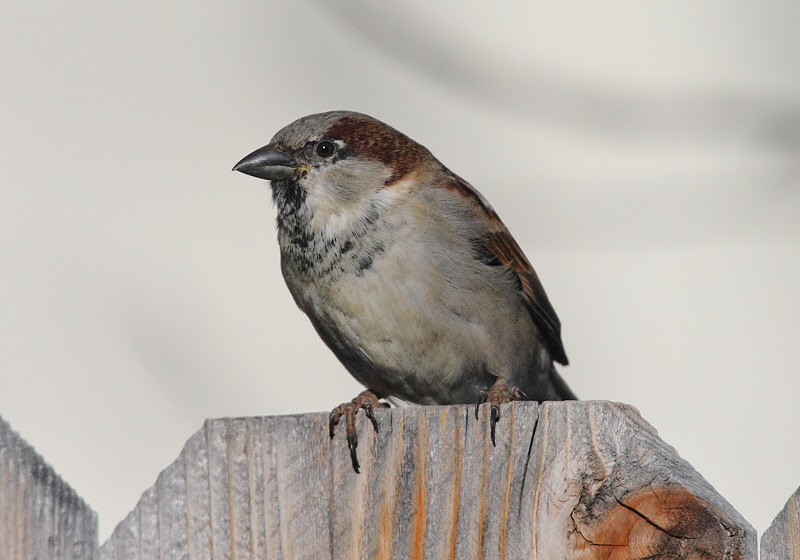 House Sparrow (Male) (5902)