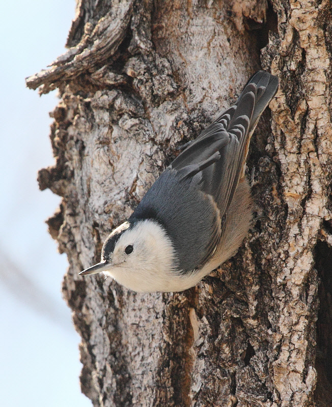 White-breasted Nuthatch (6082)