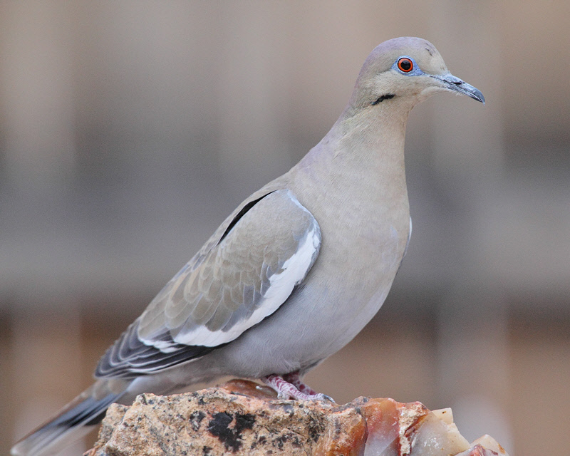 White-winged Dove (6270)